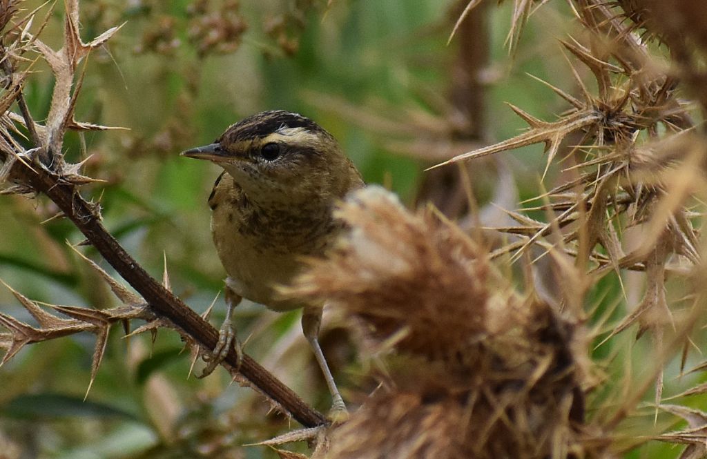 Forapaglie comune ?  S,  Acrocephalus schoenobaenus